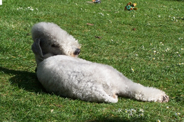 Unsere Hunde 11.05 (23).JPG